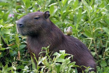Pantanal-2018_0480_BLM6239