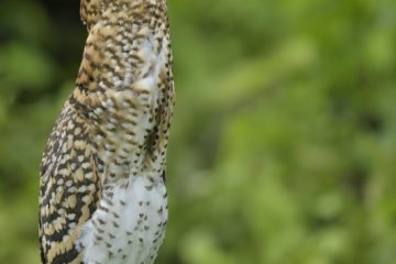 Pantanal-2018_0711_SAN8942