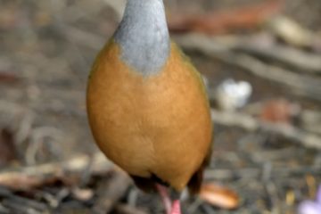 Pantanal-2018_0767_SAN9024
