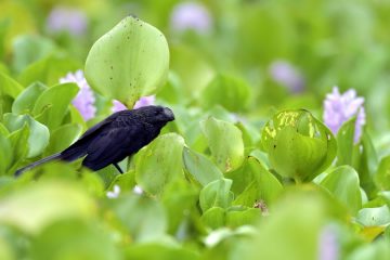Pantanal-2018_0780_SAN9053