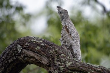 Pantanal-2018_0782_SAN9059