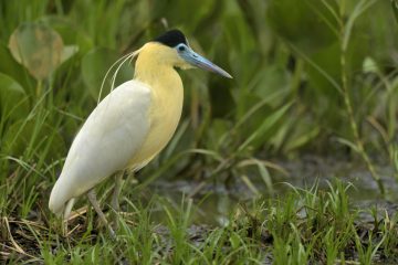Pantanal-2018_0827_SAN9231
