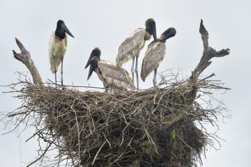 Pantanal-2018_0840_SAN9277