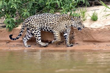 Pantanal-2018_1079_SAN1088