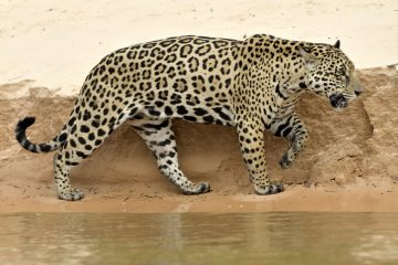 Pantanal-2018_1094_SAN1110