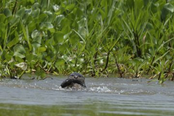 Pantanal-2018_1150_SAN1296