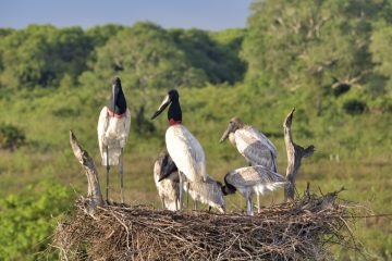 Pantanal-2018_1180_SAN9510