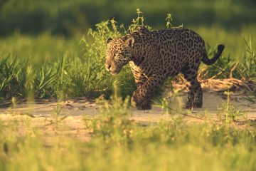 Pantanal-2018_1273_SAN9884