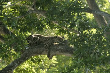 Pantanal-2018_1408_SAN0453