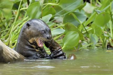 Pantanal-2018_1626_SAN1351