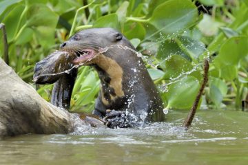 Pantanal-2018_1631_SAN1360