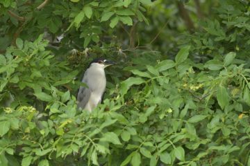 Pantanal-2018_1780_SAN1894