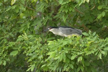 Pantanal-2018_1785_SAN1906