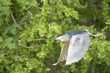 Pantanal-2018_1790_SAN1914