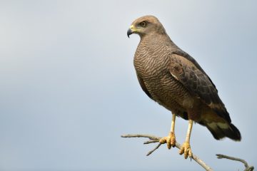 Pantanal-2018_1829_SAN1999