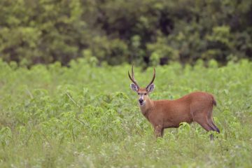 Pantanal-2018_1838_SAN2016