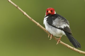 Pantanal-2018_1866_SAN2178