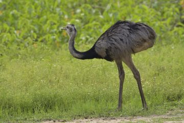 Pantanal-2018_1876_SAN2228