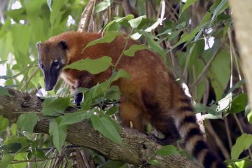 Pantanal-2018_1899_SAN2328