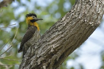 Pantanal-2018_1907_SAN2346