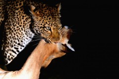 Zambie - South Luangwa